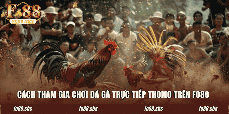 Cách tham gia chơi đá gà trực tiếp Thomo trên FO88