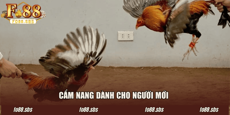Cẩm nang dành cho người mới 