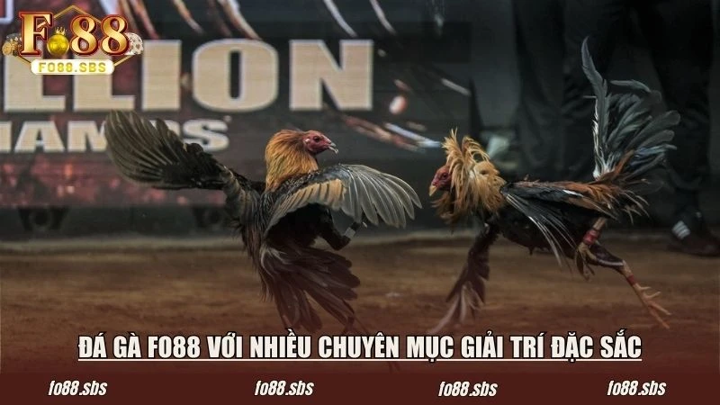 Đá gà FO88 với nhiều chuyên mục giải trí đặc sắc