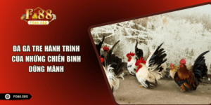 Đá Gà Tre – Hành Trình Của Những Chiến Binh Dũng Mãnh
