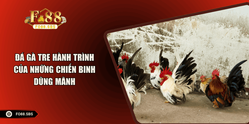 Đá Gà Tre – Hành Trình Của Những Chiến Binh Dũng Mãnh