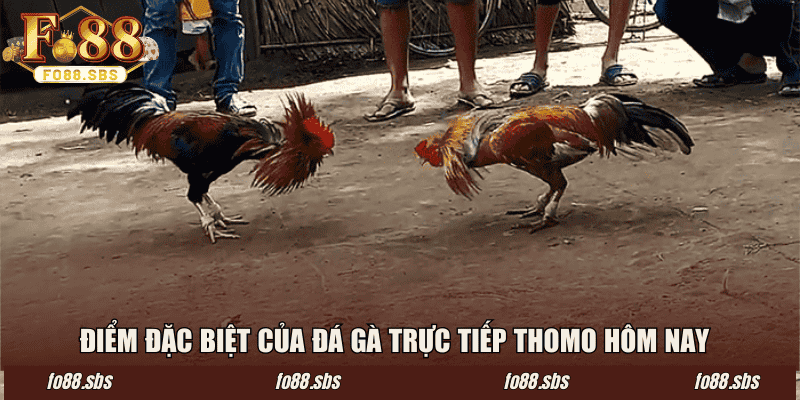 Điểm đặc biệt của đá gà trực tiếp Thomo hôm nay