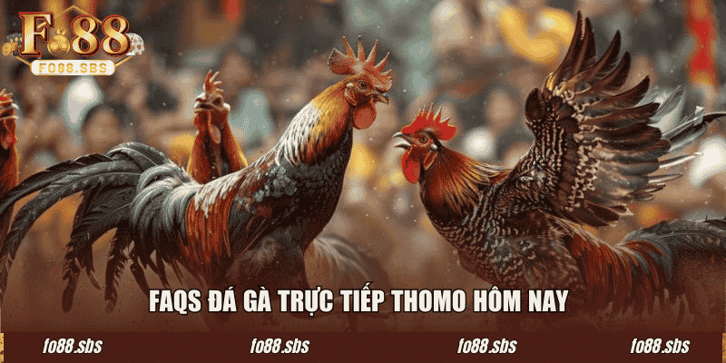 FAQs đá gà trực tiếp Thomo hôm nay