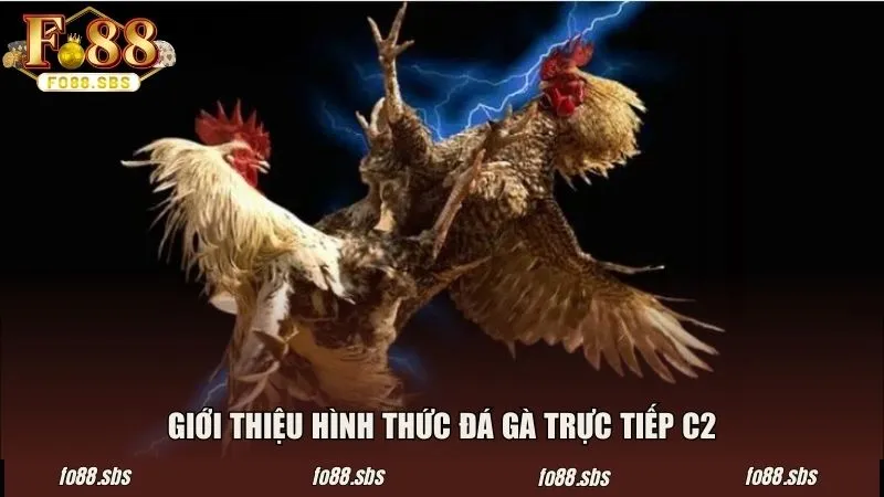 Giới thiệu hình thức chọi gà trực tiếp C2