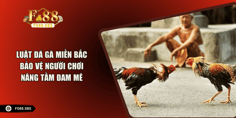 Luật Đá Gà Miền Bắc – Bảo Vệ Người Chơi Nâng Tầm Đam Mê