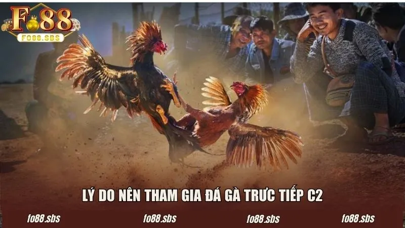 Lý do nên tham gia đá gà C2 tại FO88