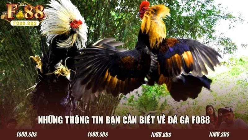 Những thông tin bạn cần biết về đá gà FO88