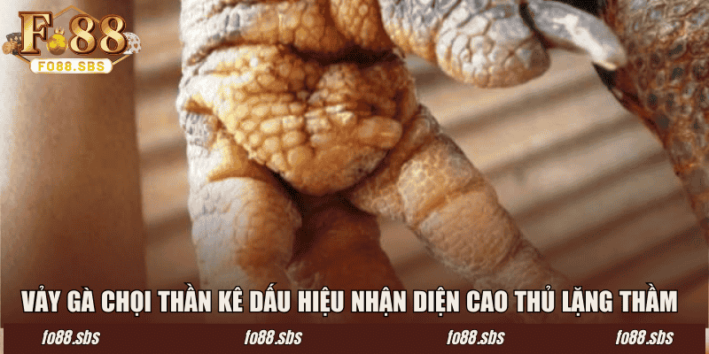Vảy Gà Chọi Thần Kê – Nơi Đôi Chân Nói Lên Đẳng Cấp